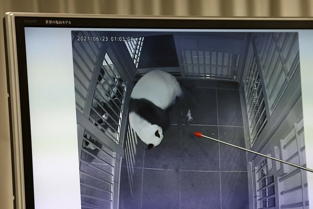 Freude über Panda-Zwillinge