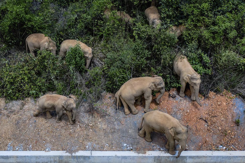 Elefantenwanderung sorgt für Aufsehen