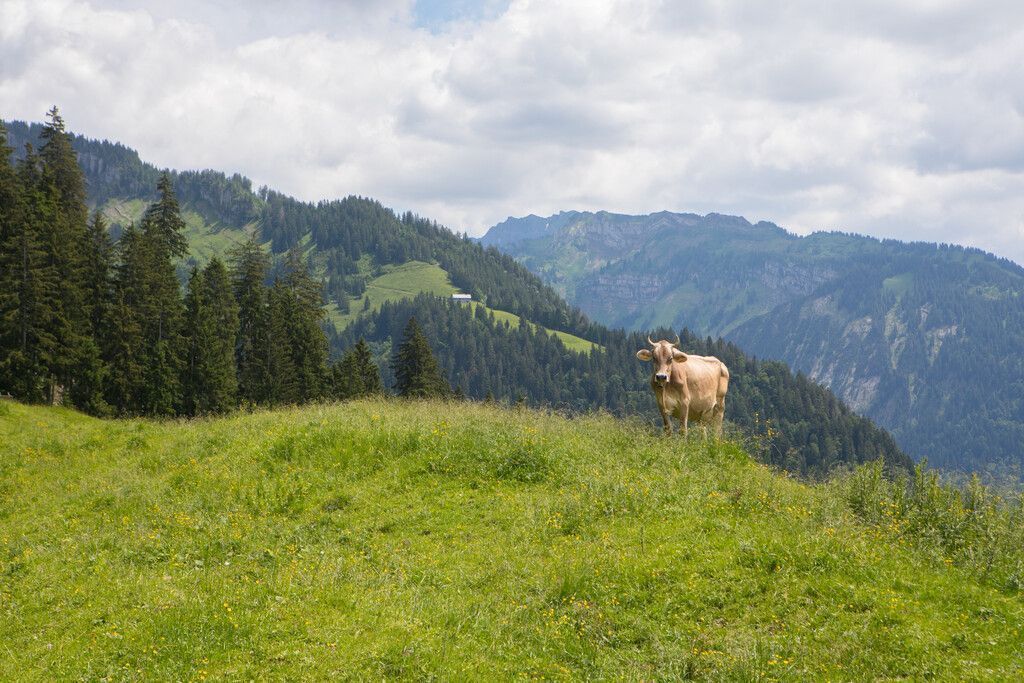 Beste Bedingungen auf den heimischen Alpen. »A7
