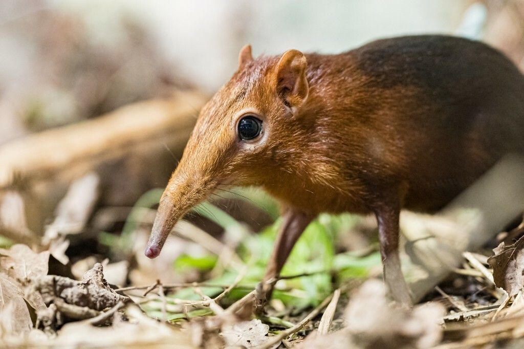 Seltenes Kerlchen