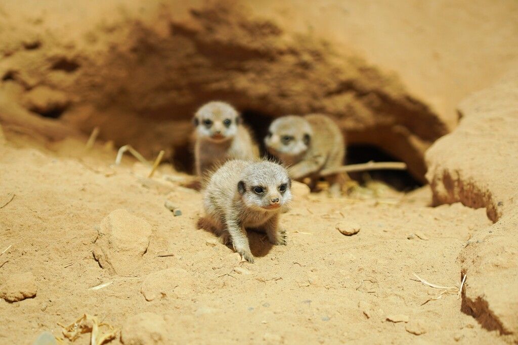 Putziges Trio