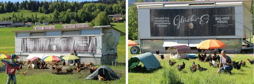 In ihrem kleinen Paradies legen Hühner Glückseier