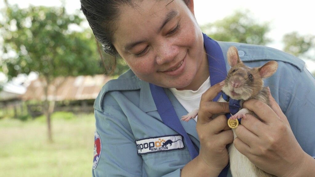 Berühmte Minensuch-Ratte Magawa geht in Rente