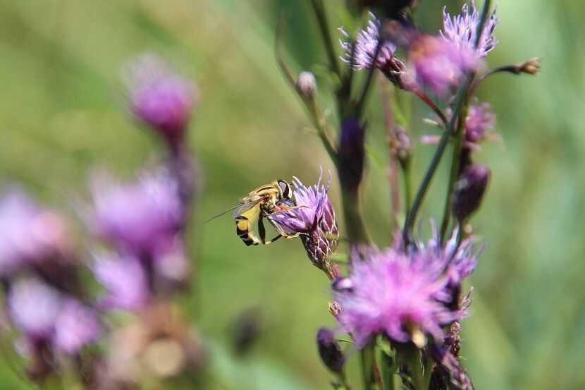 Streuwiesen im Schubbas entdecken