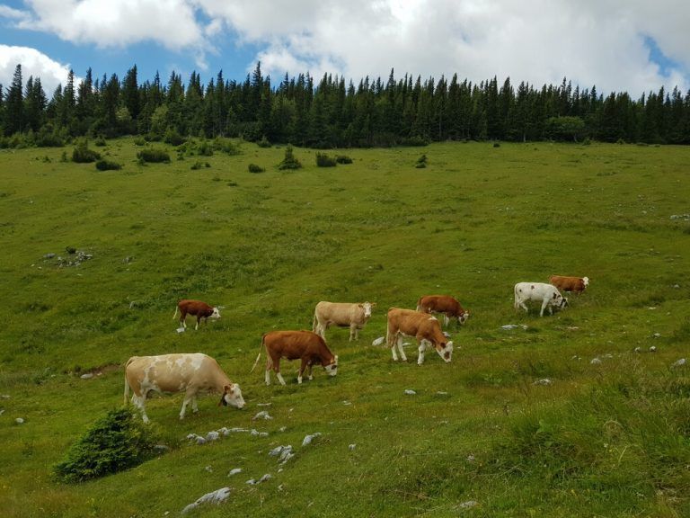Nicht immer können Alpflächen beim Wandern umgangen werden. In solchen Fällen ist Vorsicht durchaus angebracht. hrbek/naturfreunde