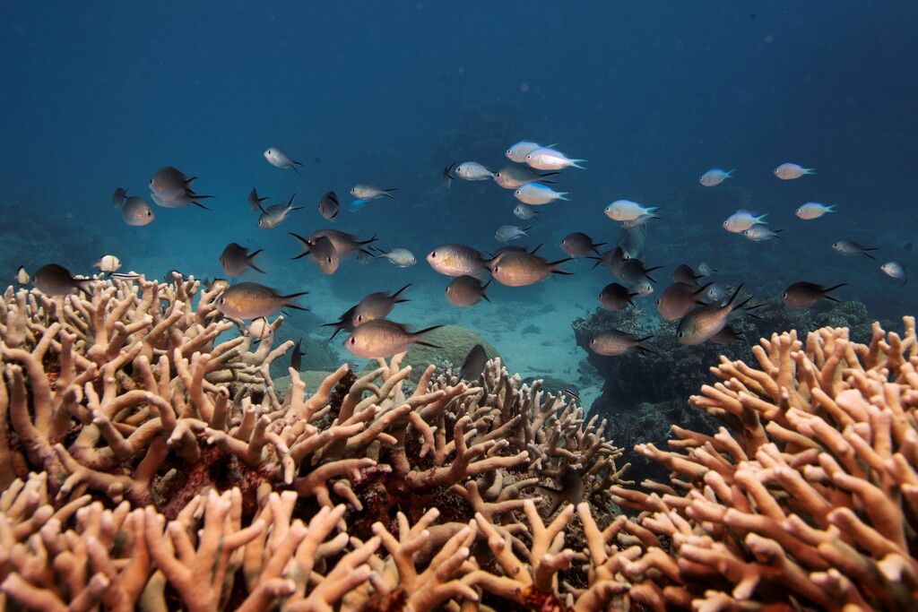 Australien kämpft um Status des Great Barrier Reefs