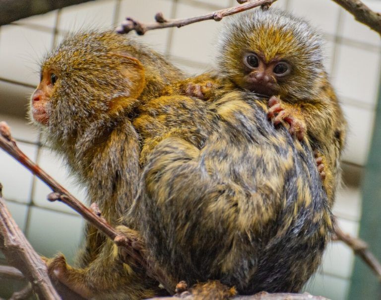Zwergseidenäffchen wiegen bei der Geburt gerade einmal 15 Gramm. Zoo Dortmund