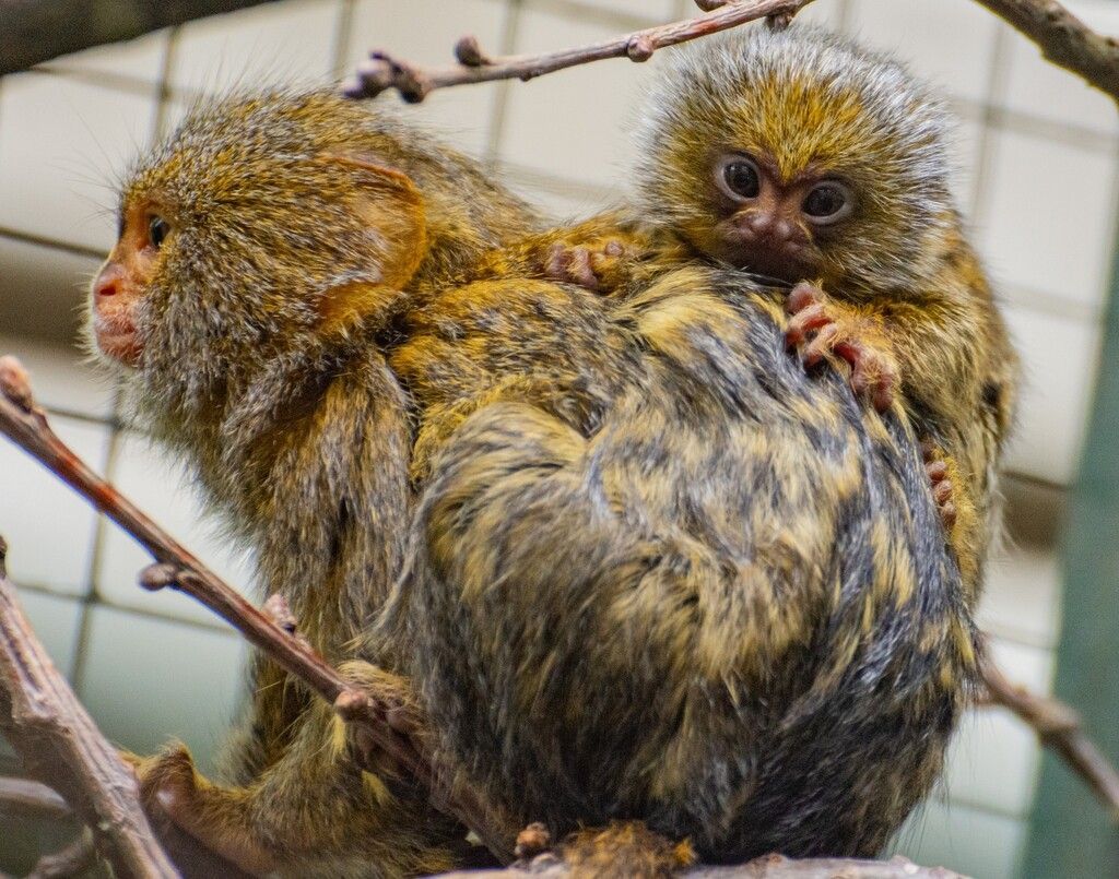Doppeltes Affenglück im Zoo