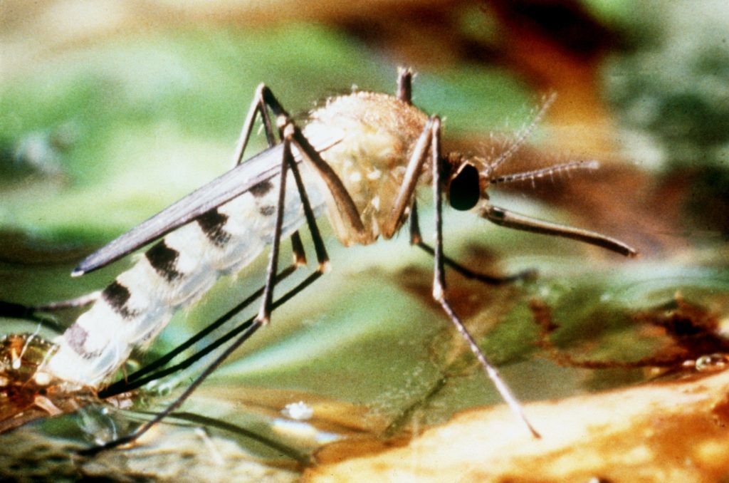 Von der Tigermücke droht große Gefahr