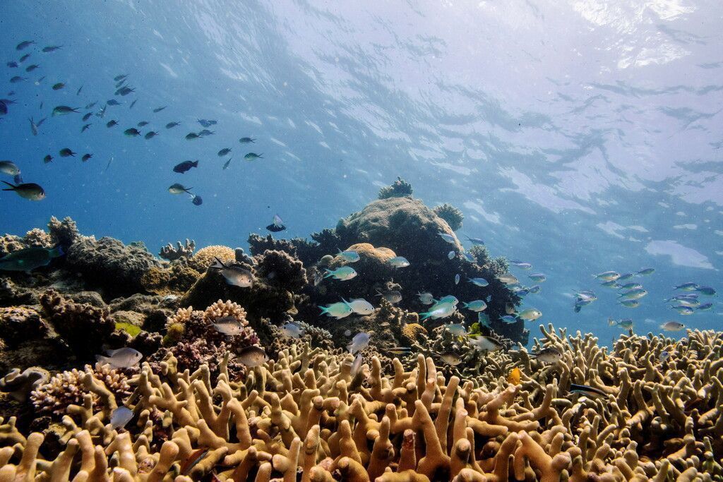 Great Barrier Reef kein gefährdetes Welterbe