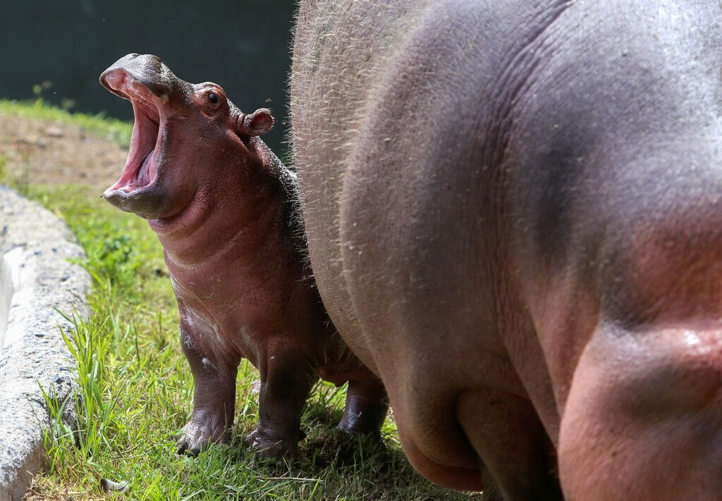 Happy Hippo begeistert Besucher