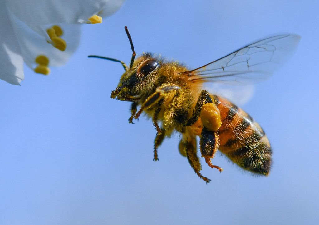 Ein düsteres Jahr für die Bienen