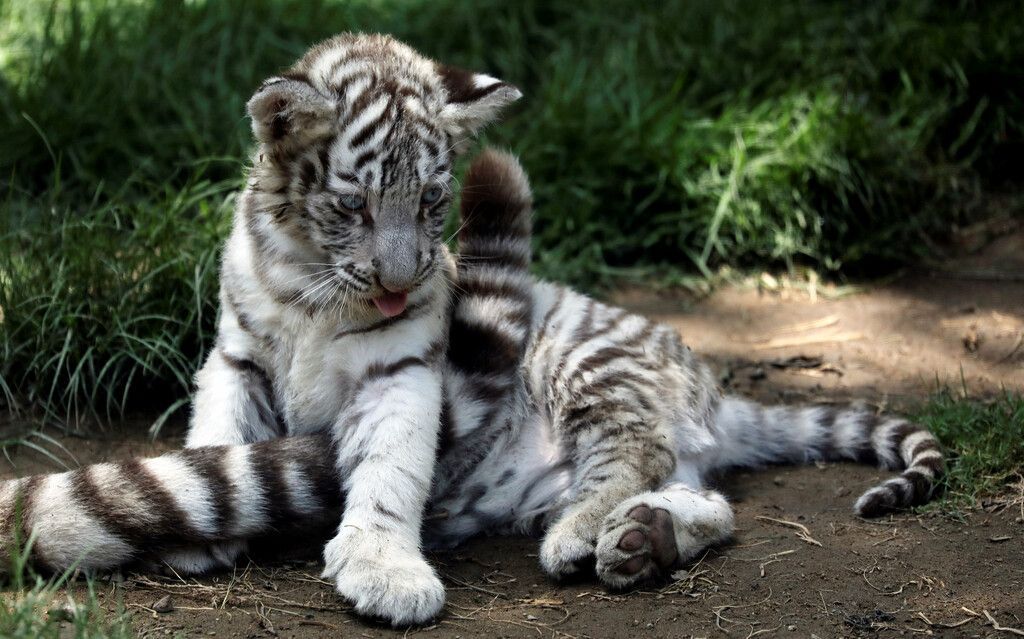 Verspielter Tigerjunge ärgert Mama