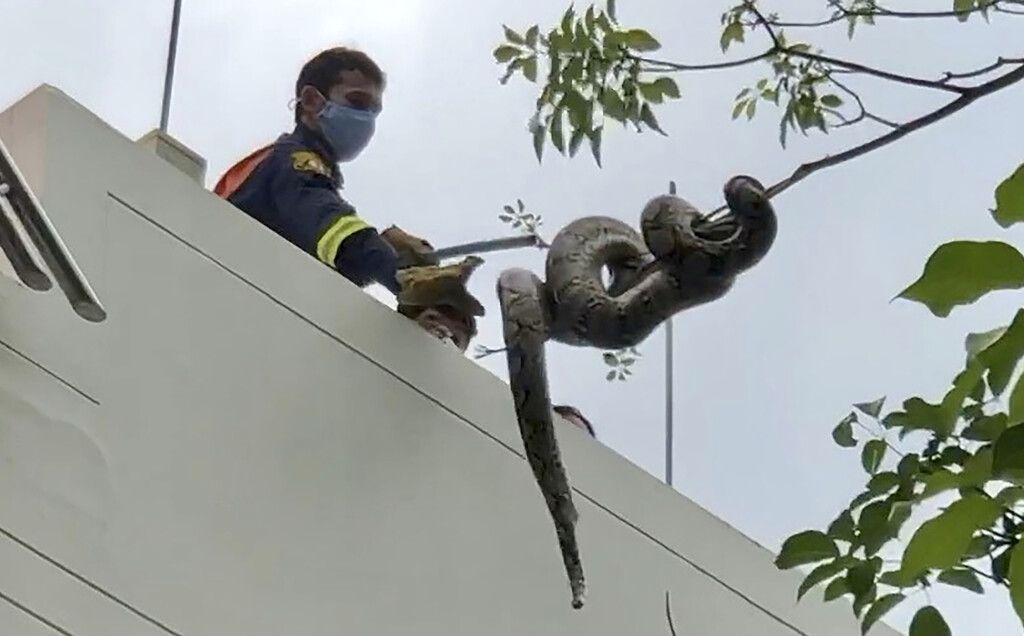 Python in Stadtpark eingefangen