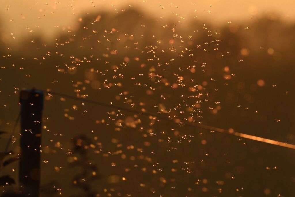 Millionen Mücken bedecken Himmel über russischer Halbinsel