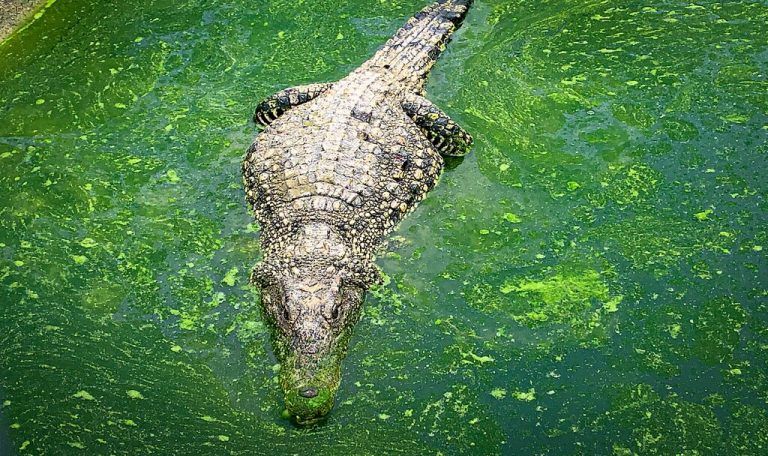 Ein ausgewachsenes Kubakrokodil ist auf einer Zuchtfarm in Cienaga de Zapata, Kuba, zu sehen. Die Art ist vom Aussterben bedroht. AFP
