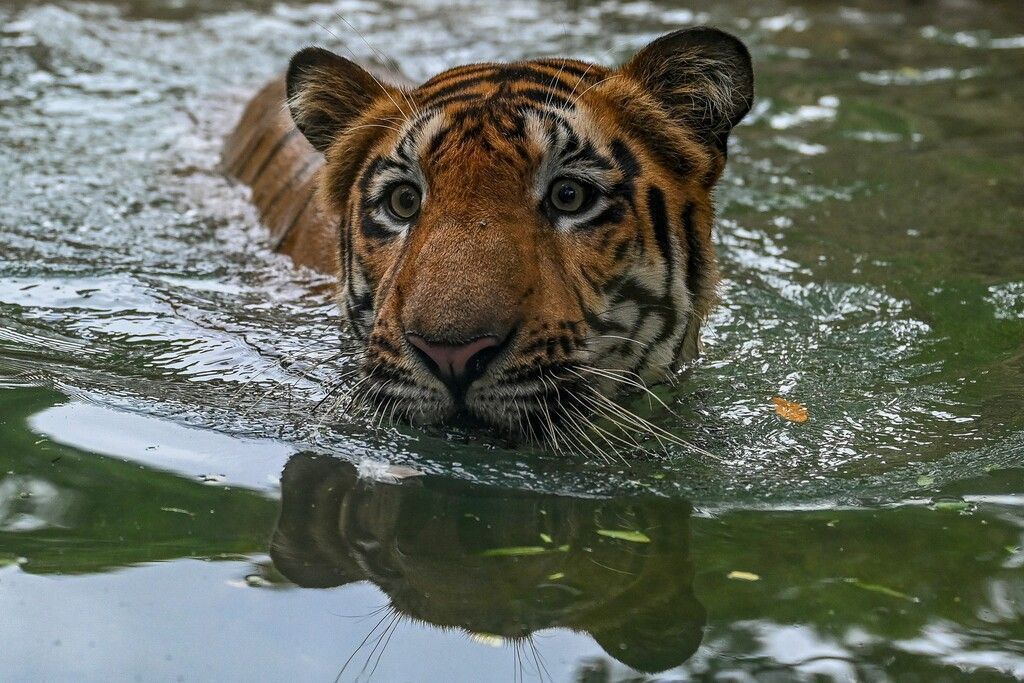 Millionen Drahtfallen dezimieren Tigerpopulationen in Südostasien