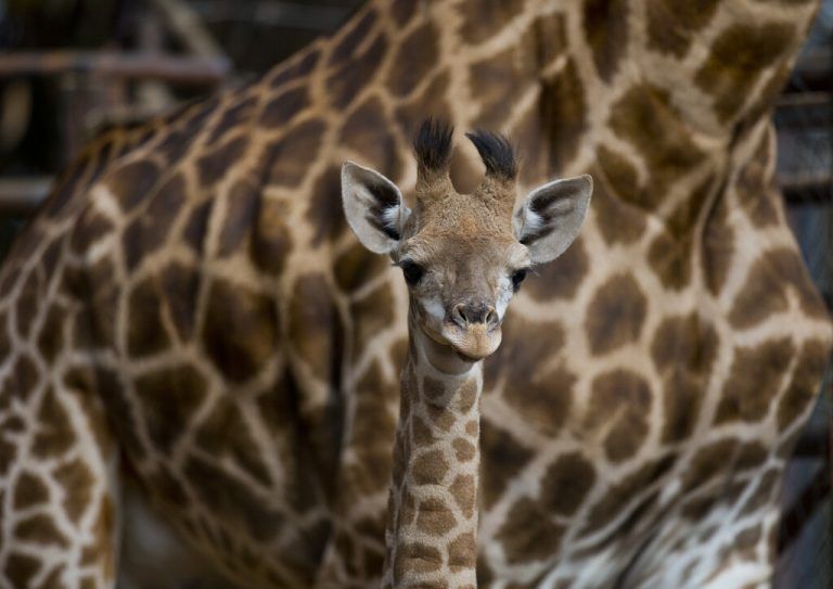 Mama ist in der Nähe