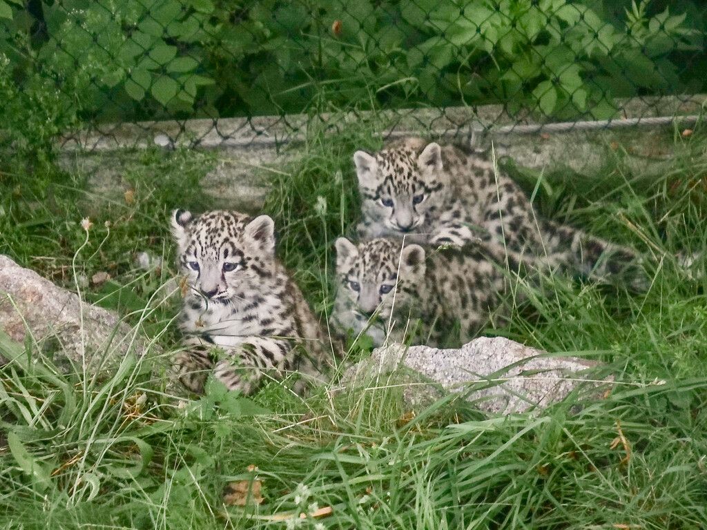 Tapsiges Trio