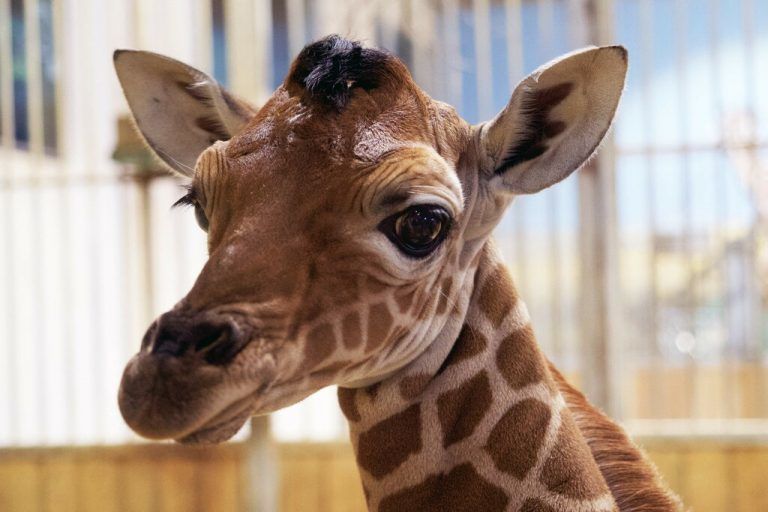 Giraffenbulle Melman ist schon knappe 1,80 Meter hoch. AFP