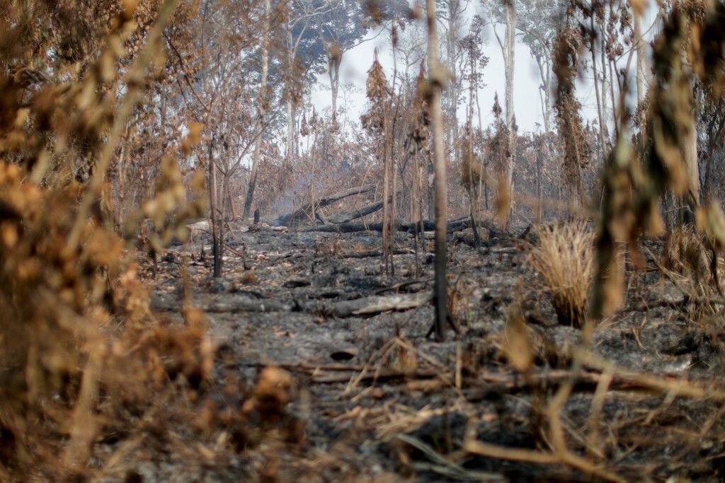 Amazonas-Gebiet verzeichnet schlimmste Juni-Brände seit 2007