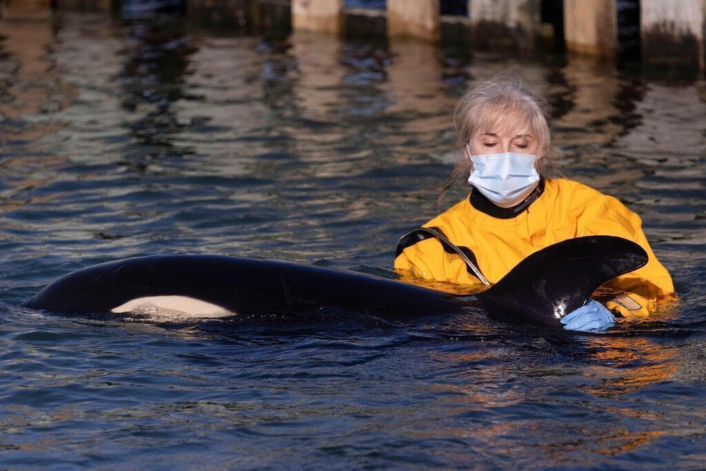Trauer um Baby-Orca Toa