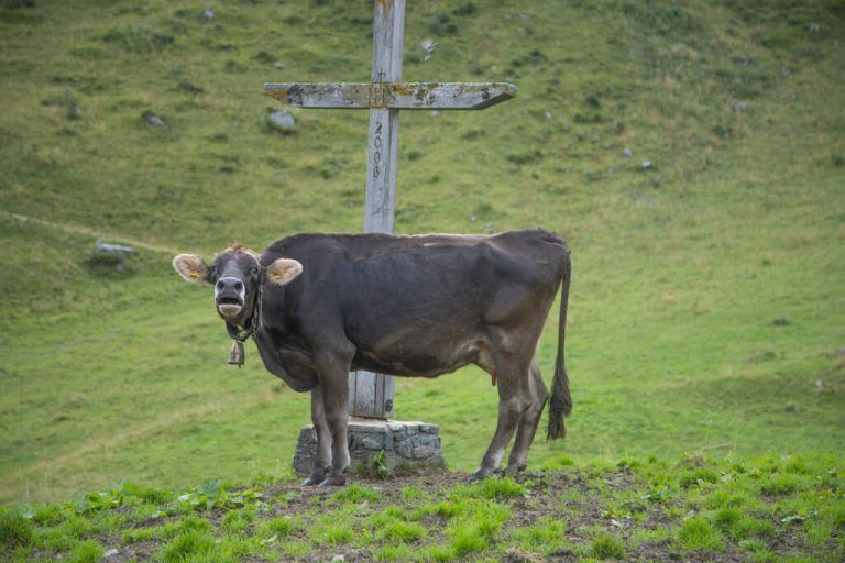 Auch auf der Alpe brauchen viele Kühe Kraftfutter. VN/Paulitsch