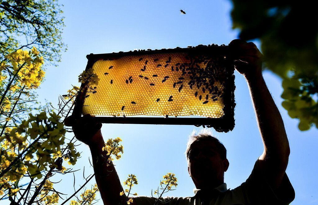 Positive Bienenbilanz – wieder mehr Bienenvölker in Österreich