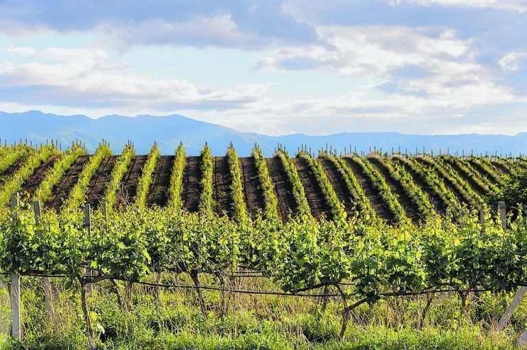 Auch in Bulgarien wird Wein angebaut. Vor allem rund um Melnik.