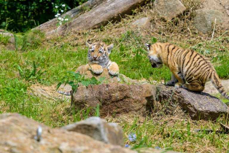 Die drei Monate alten Tiger erkunden ihr Gehege. Zoo Duisburg/M. Appel