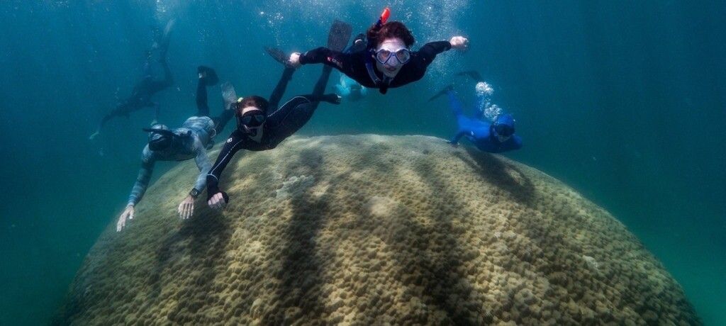 Gigantische Koralle im Great ­Barrier Reef entdeckt