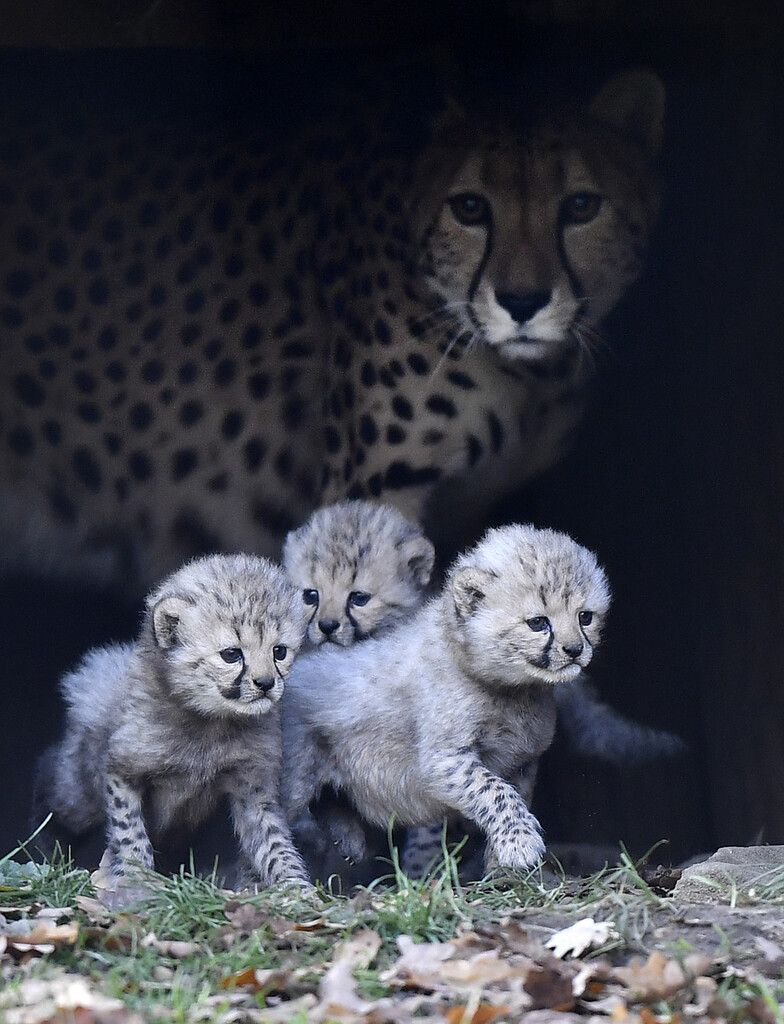 Wuschelige Fellknäuel beleben Zoo