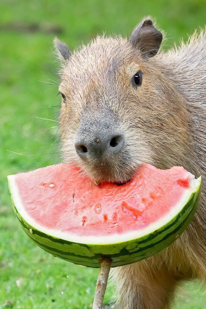 Zootiere feiern Welttag der Melone