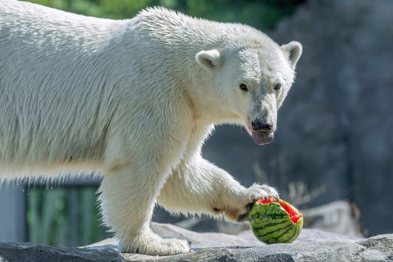 Zootiere feiern Welttag der Melone