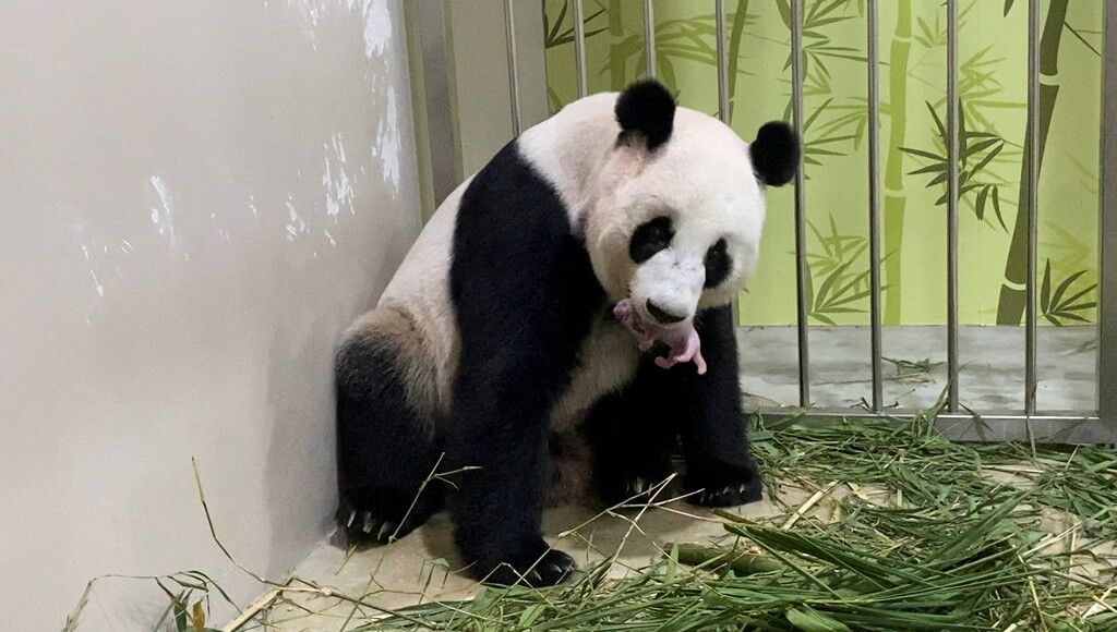 Panda im Mamaglück