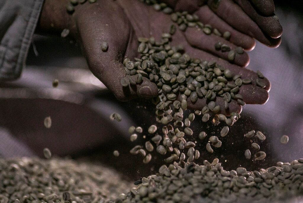 Ernteausfälle machen Kaffee teurer