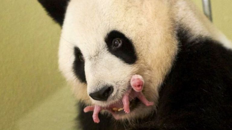 Seltener Nachwuchs: Pandabärin bekommt Zwillingsjunge. ZOO DE BEAUVAL/AP
