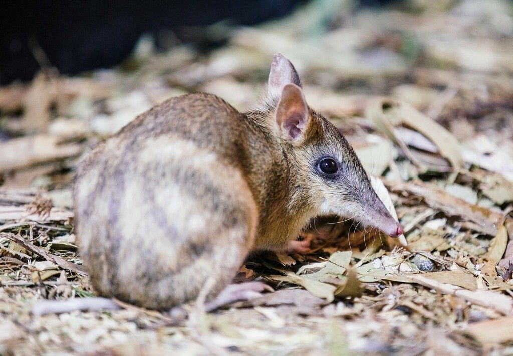 Langnasenbeutler in Australien vor dem Aussterben gerettet