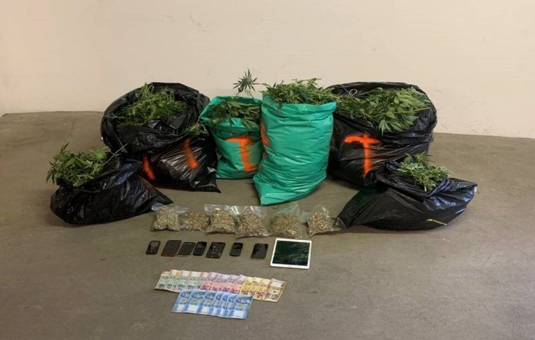530 Cannabisflanzen wurden bei einer Hausdurchsuchung entdeckt. APA/LPD NÖ