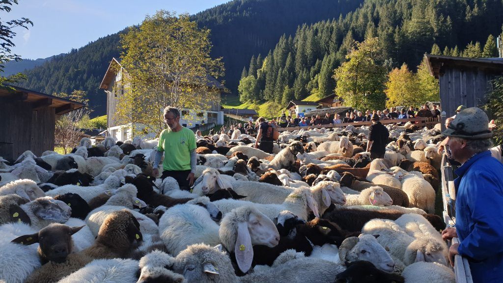 800 Schafe kehrten zurück ins Tal