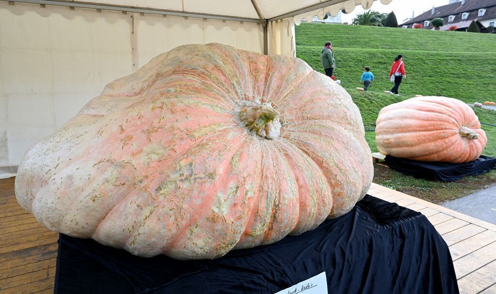 Weltrekord-Kürbis wiegt 1226 Kilogramm