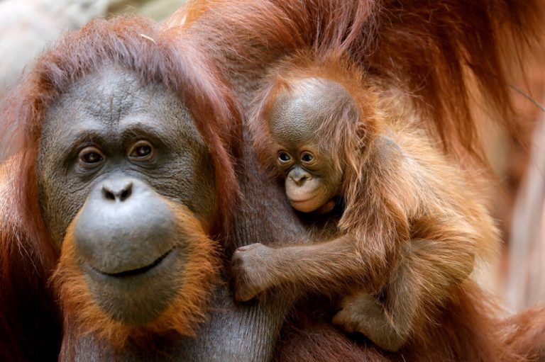 Der kleine Orang-Utan und seine Mama leben im Bioparc Fuengirola. Reuters