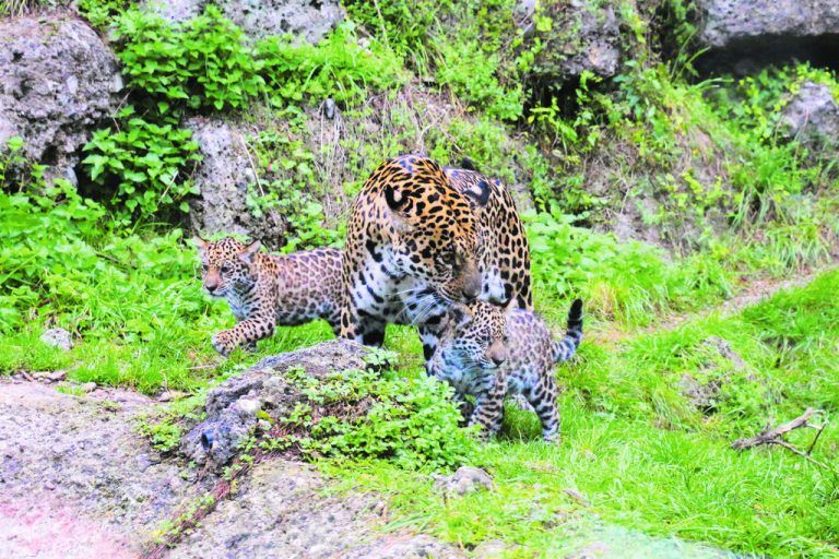 Die kleinen Jaguarweibchen Maira und Morena erkunden die Außenanlage. Zoo Salzburg