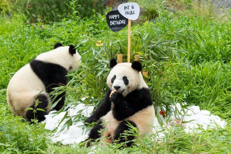 Die Panda-Zwillinge Pit und Paule feierten ihren zweiten Geburtstag. Zoo Berlin