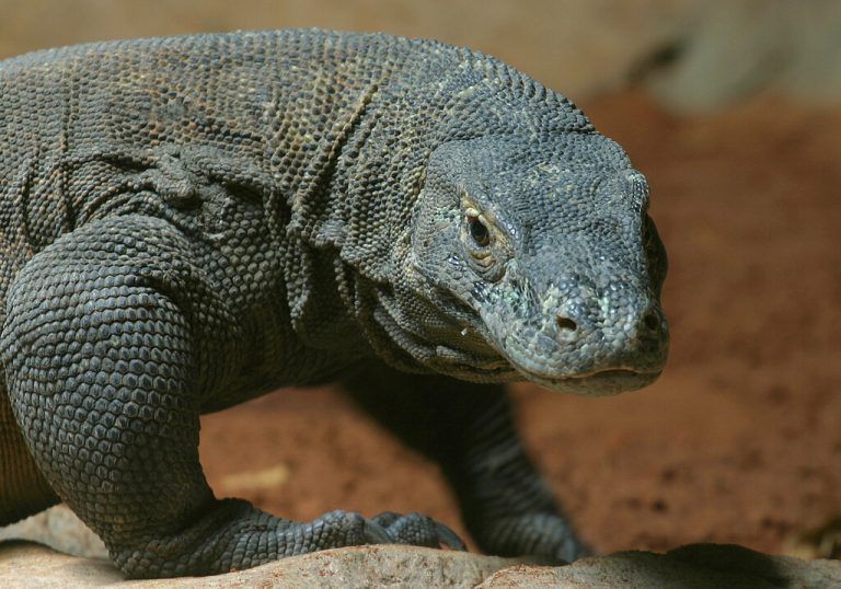 Die Situation des bereits auf der Liste befindlichen Komodowarans in Indonesien verschlechterte sich von „gefährdet“ auf „stark gefährdet“. reuters