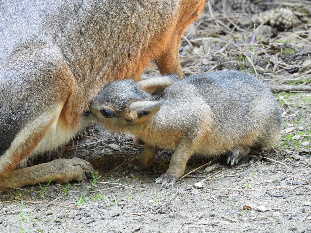 Quirlige Babys