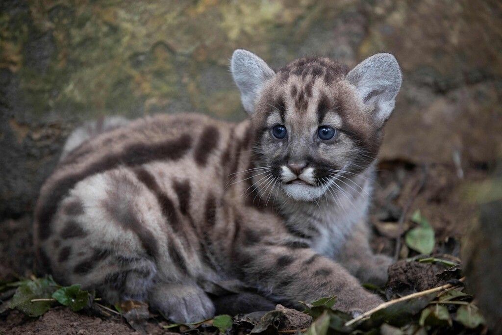 Nachwuchs bei Pumas