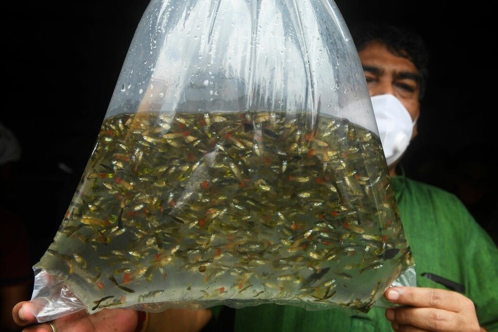 25.000 Fische für Kampf gegen Dengue