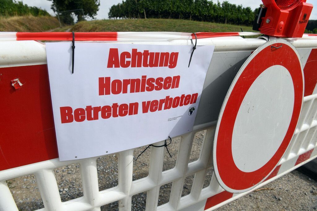 Hornissen attackieren Mutter mit Kleinkind