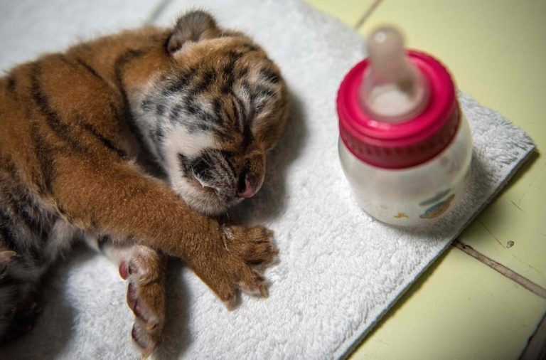 Pappsatt ist das drei Tage alte Tigerbaby nach dem Füttern eingeschlafen. AFP